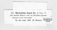 Lophodermium lauri image